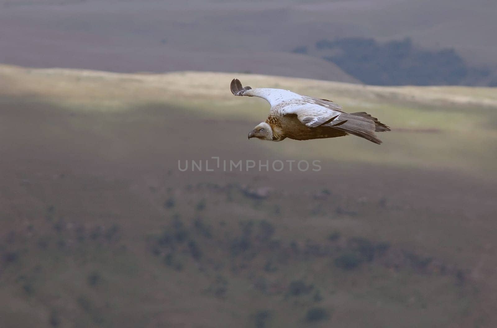 Vulture