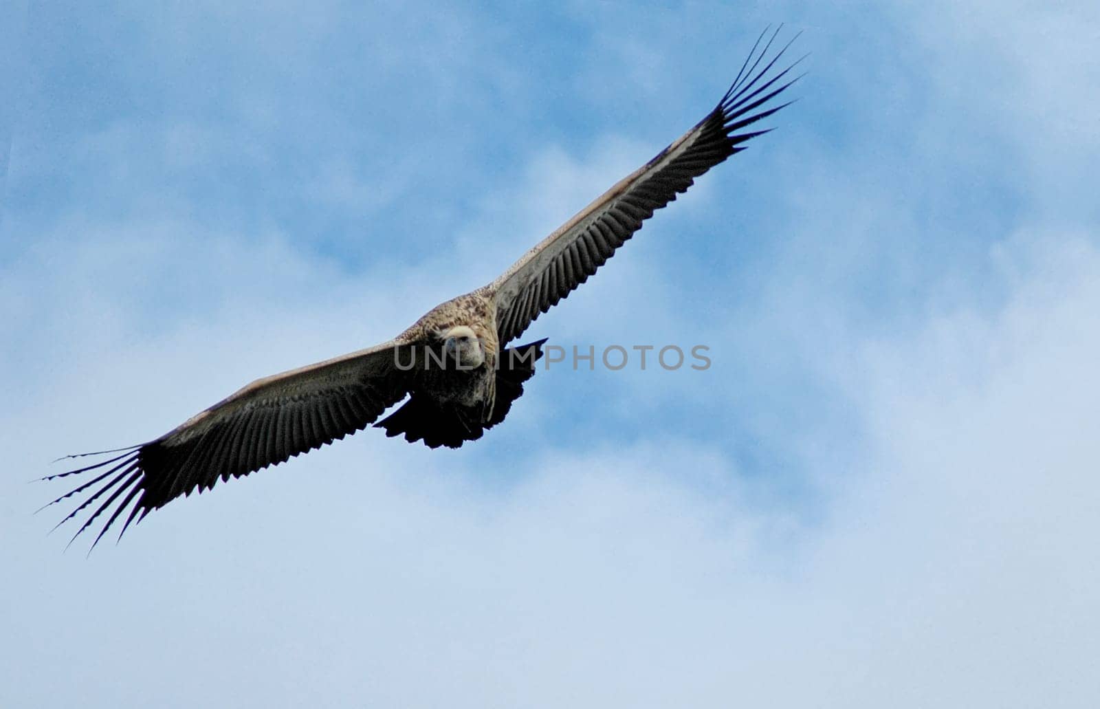 Vulture