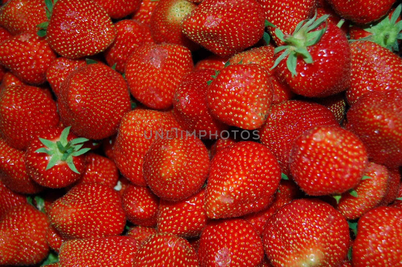 Strawberry season