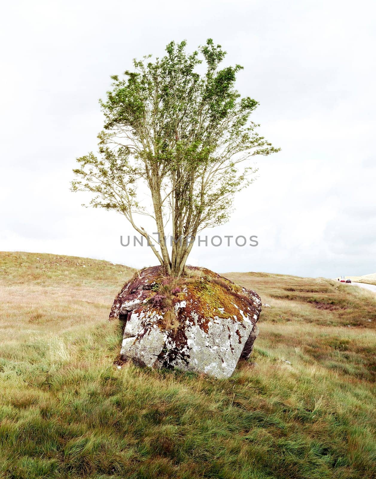 Stone tree