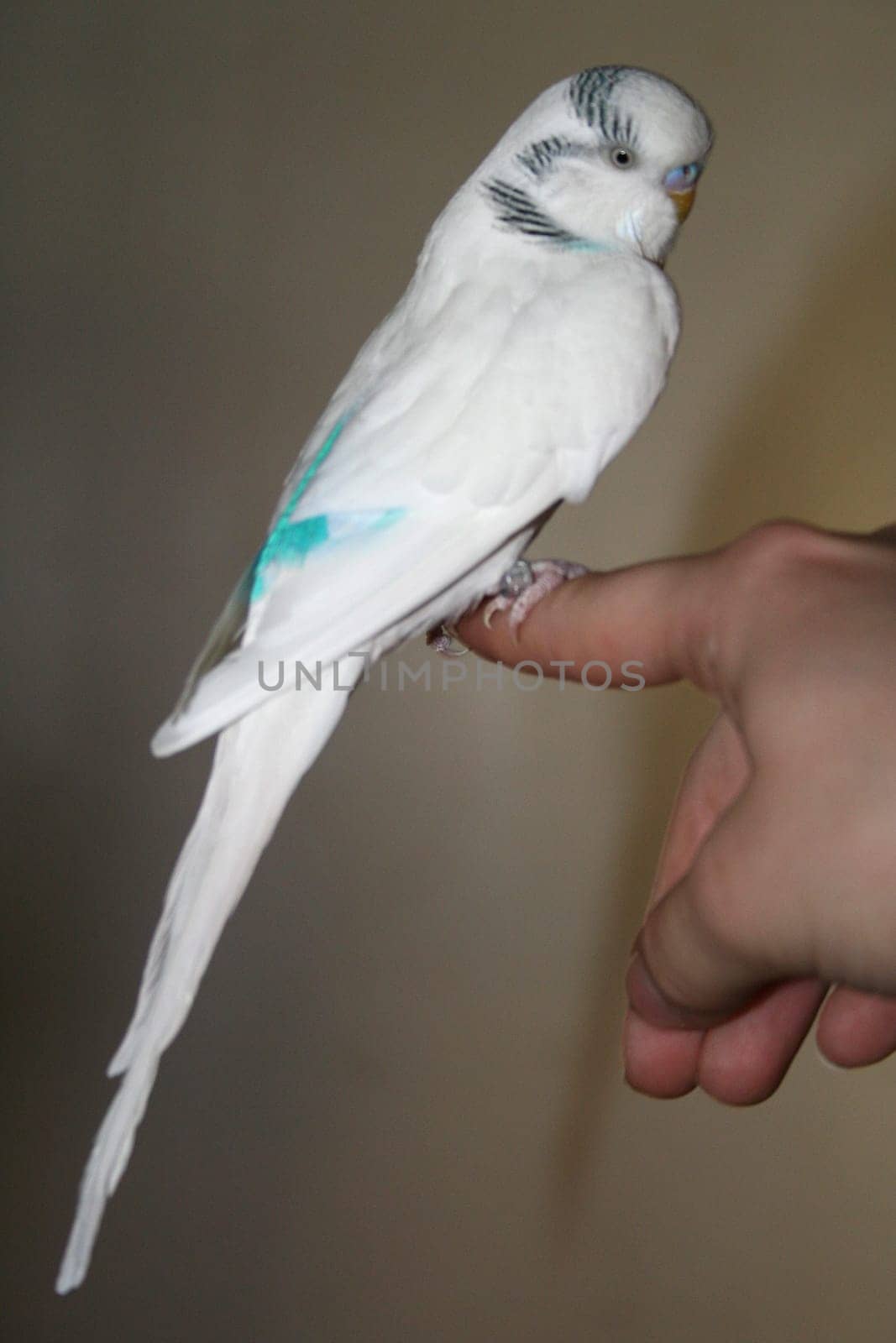 Budgerigar