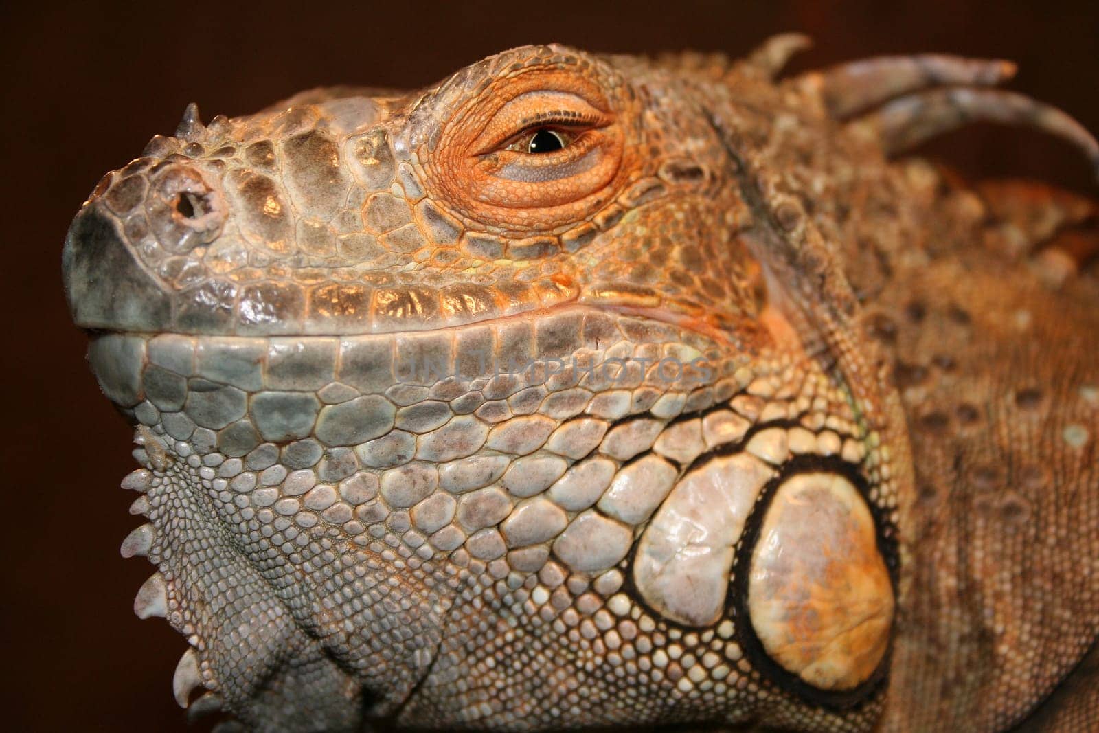 Iguana
