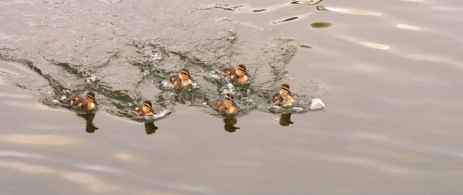 Chick Regatta