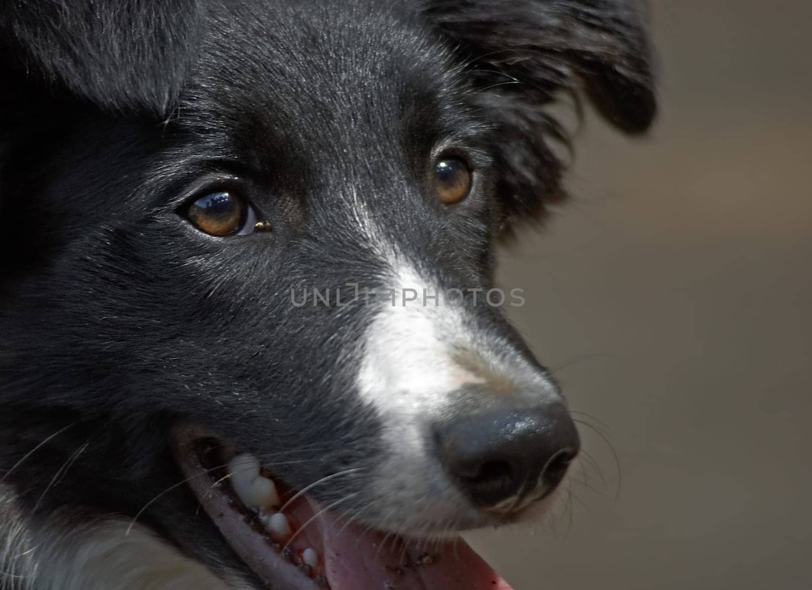 Border Collie (3)