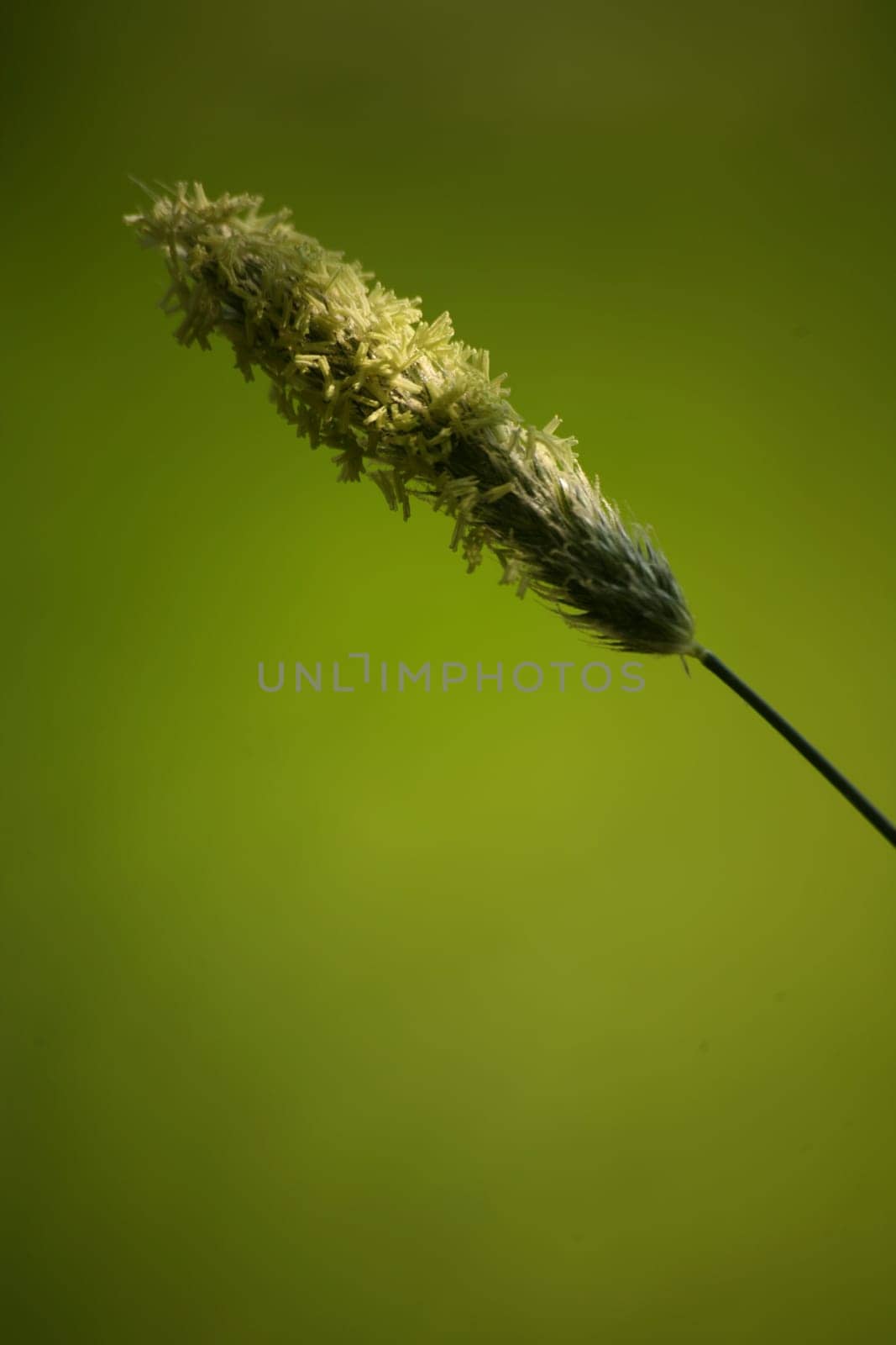 Alopecurus agrestis L.