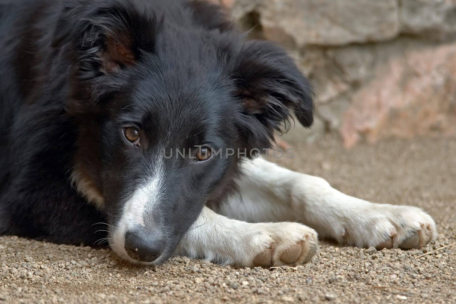 young Border Collie