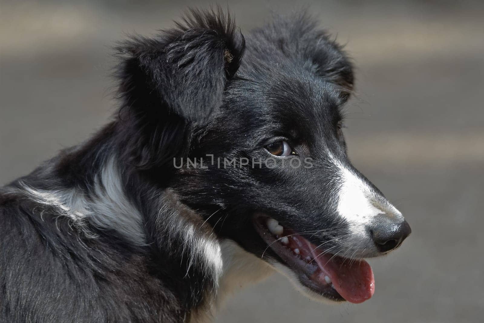 of a young border collie