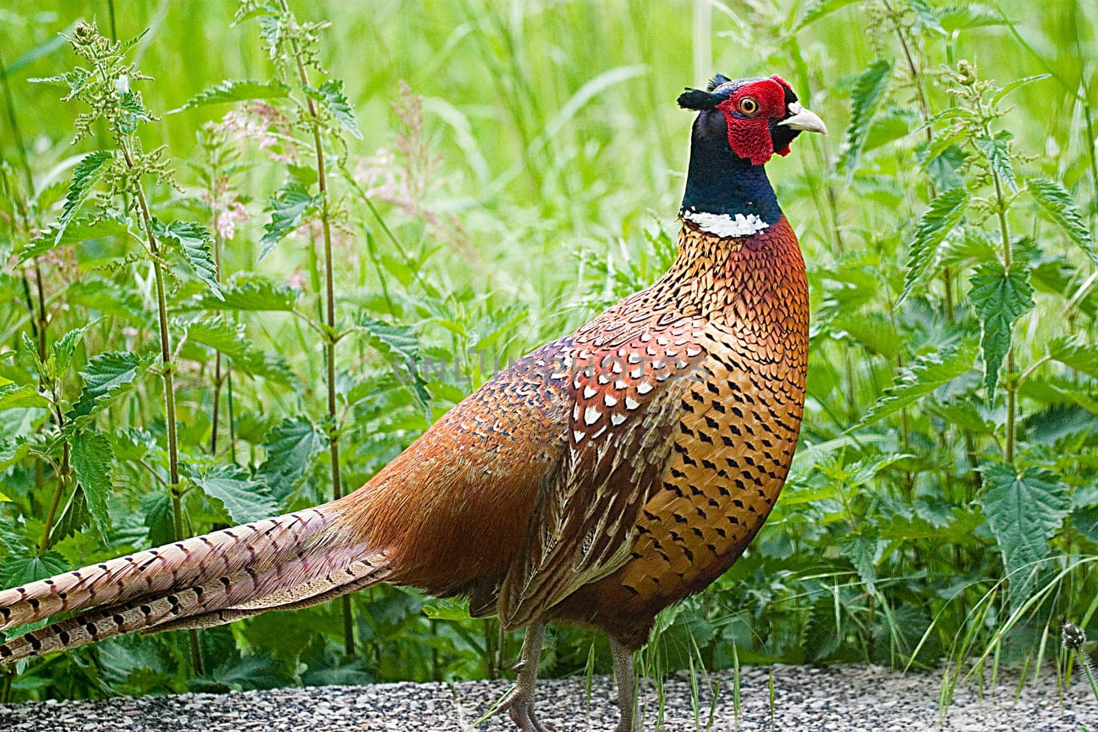 Pheasant rooster 02