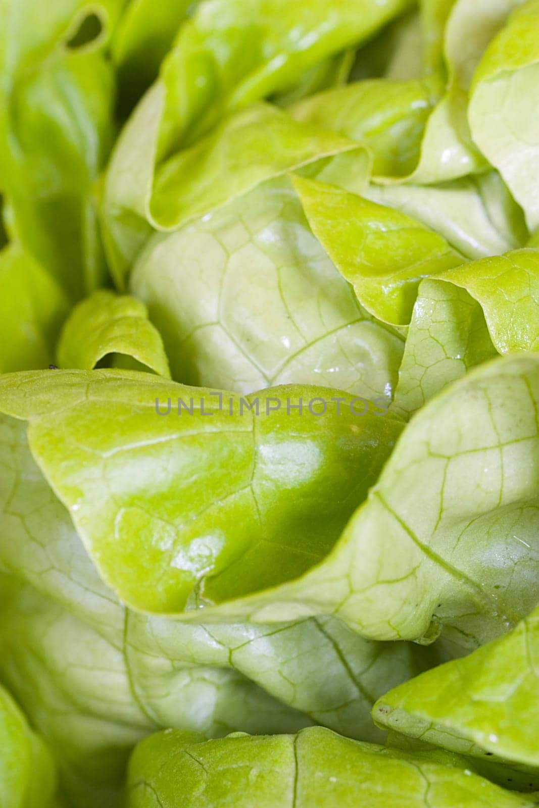 Head of lettuce