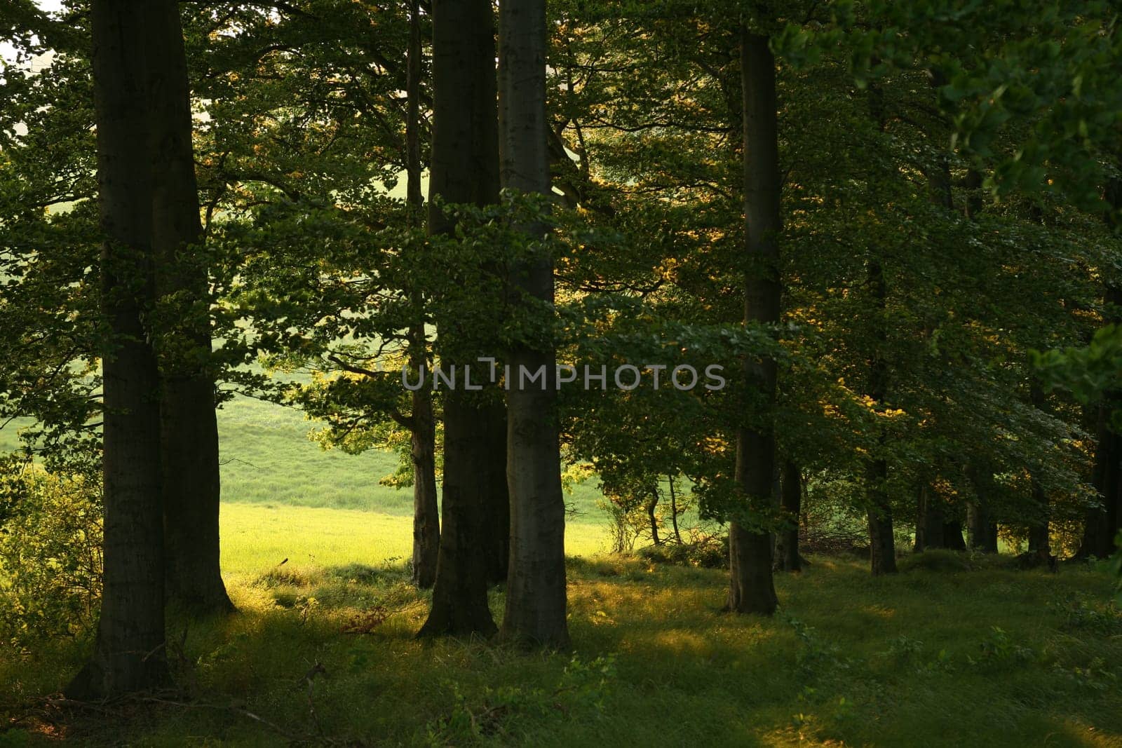 Beech forest on a spring evening