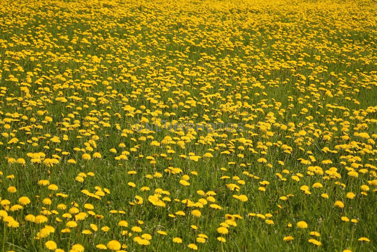 Taraxacum officinale agg. in bulk