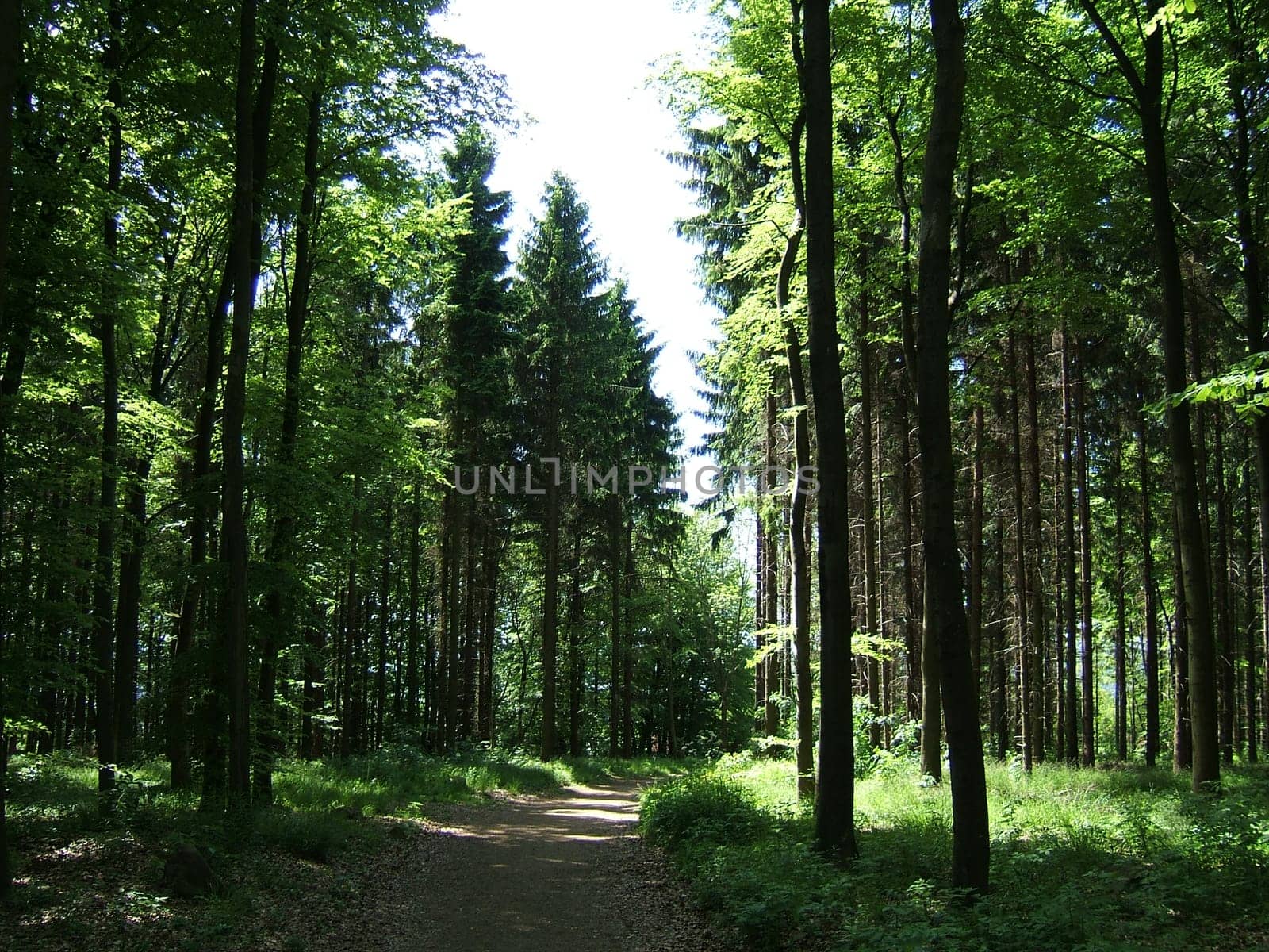 forest path