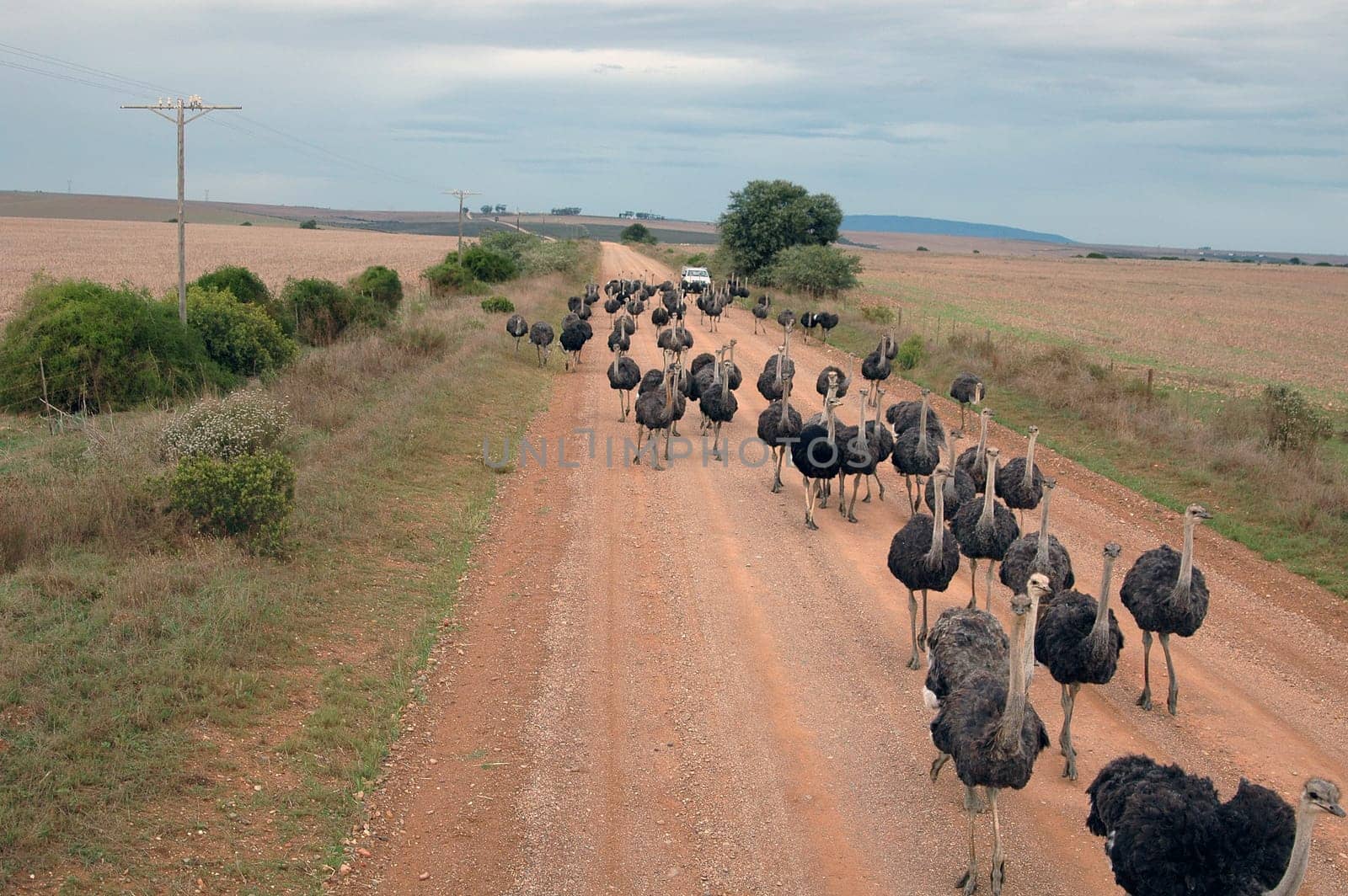 Ostrich hike