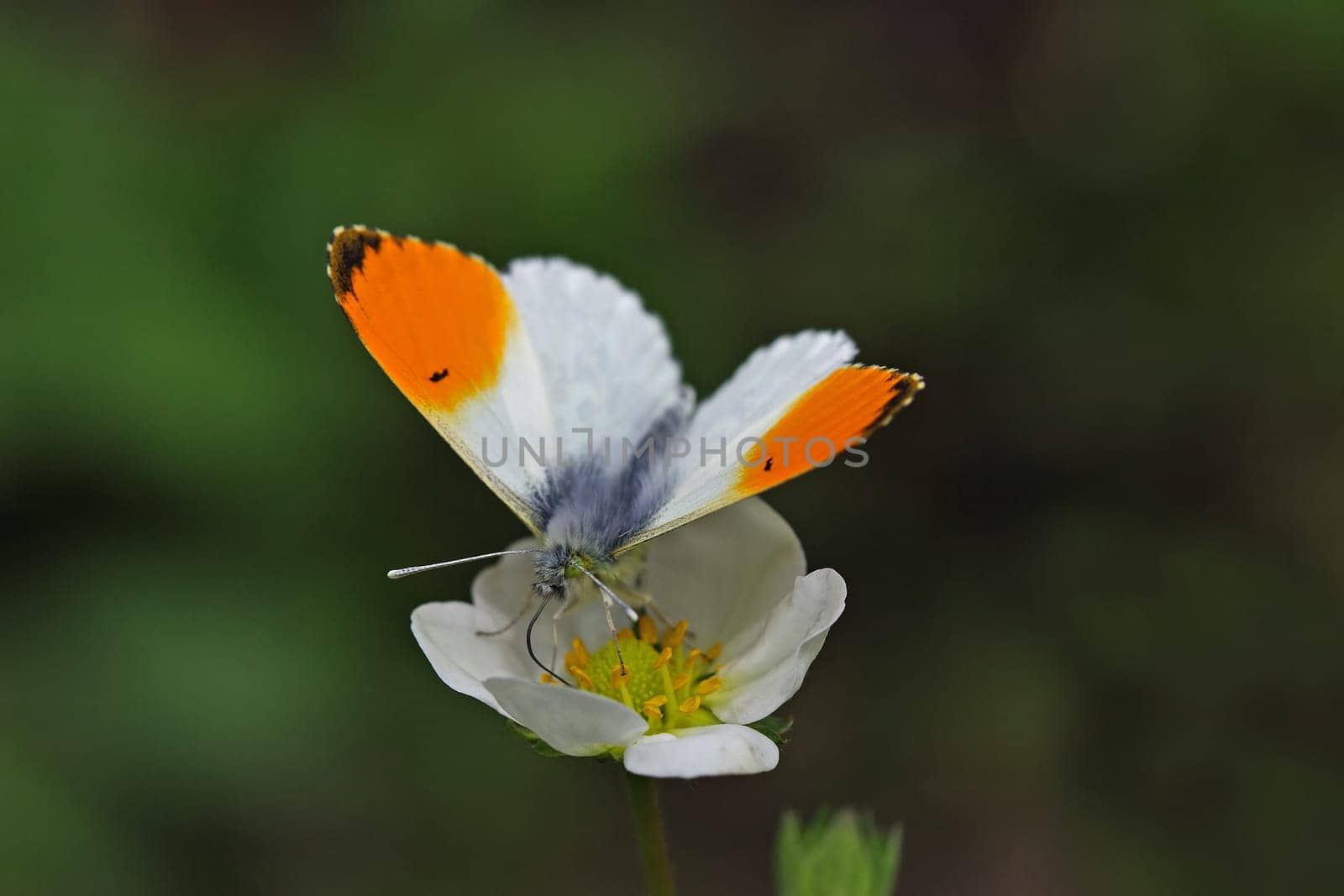 Orange tip