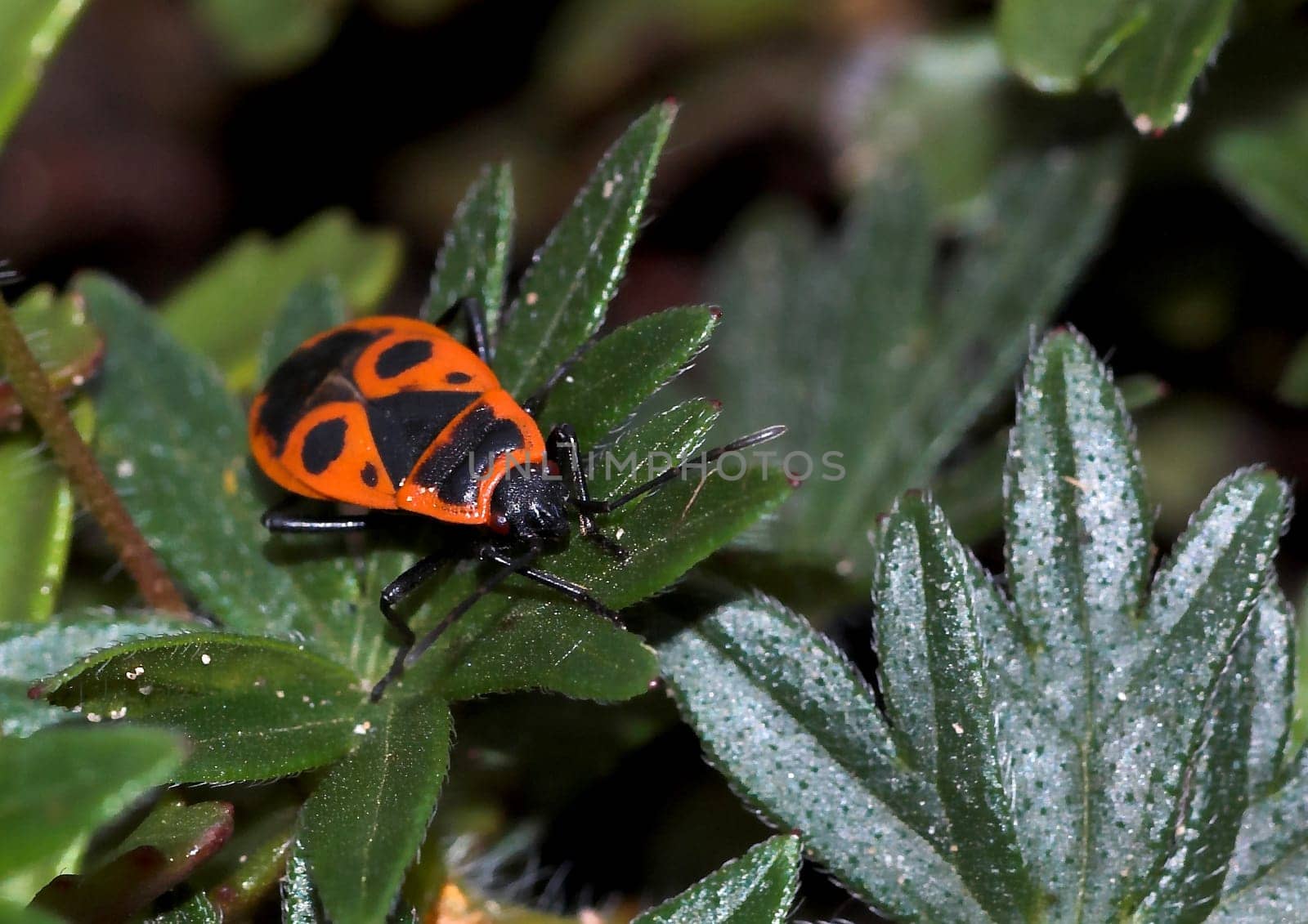 Pyrrhocoridae