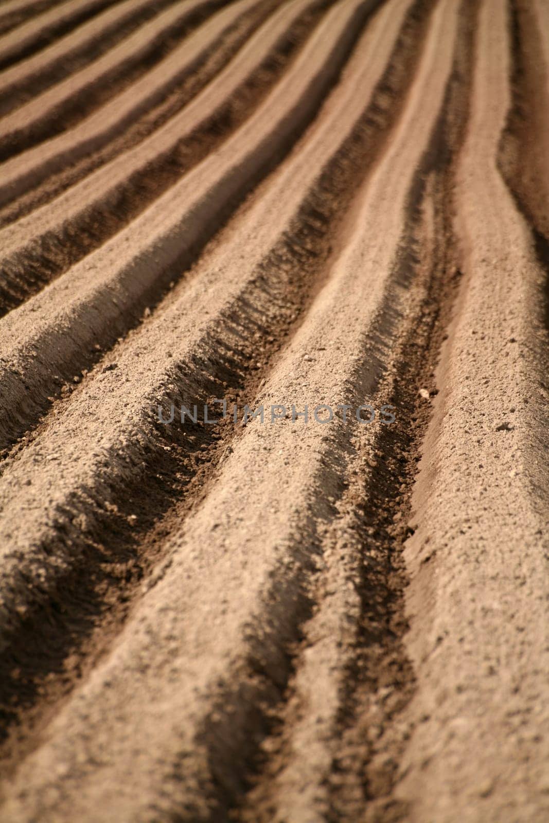 Prepared accker for carrot cultivation