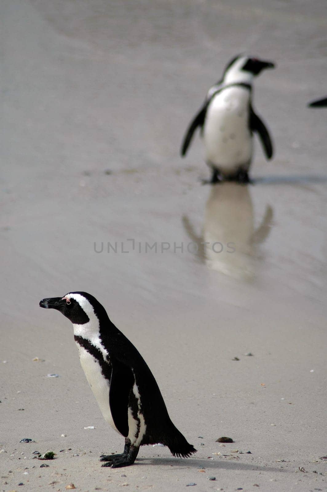 African penguins