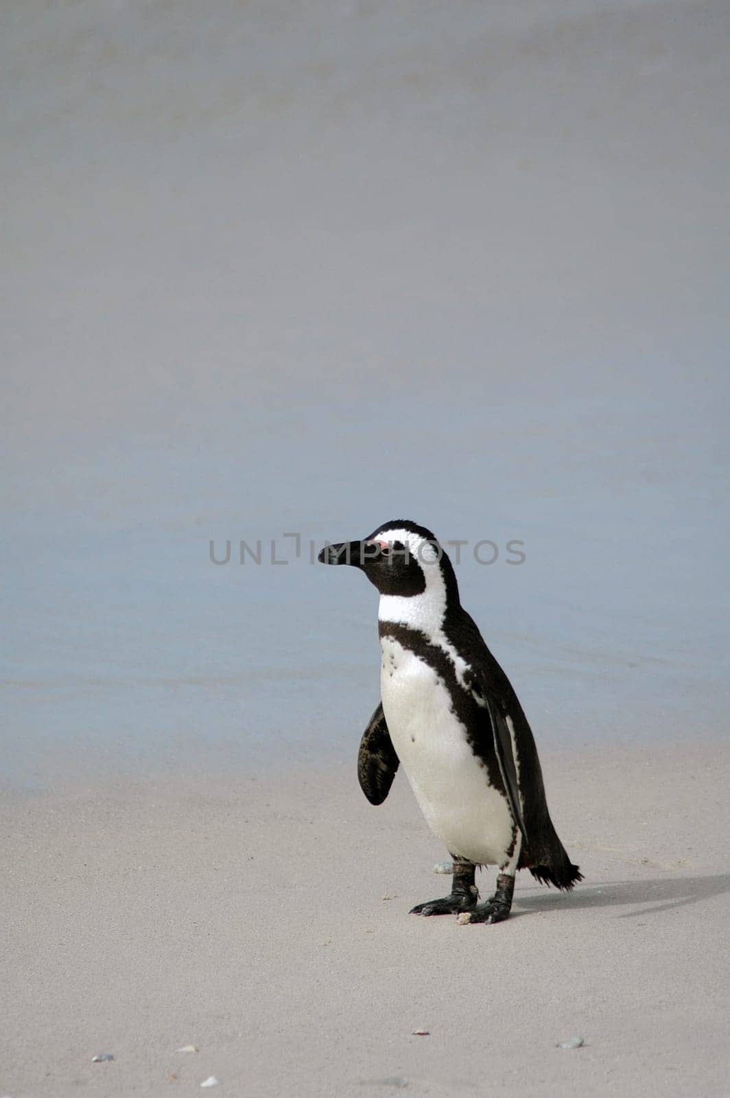 Jackass penguin