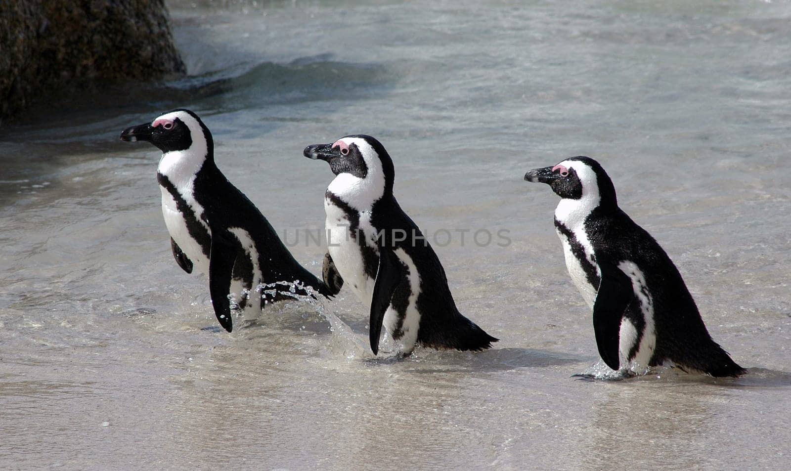 African penguins
