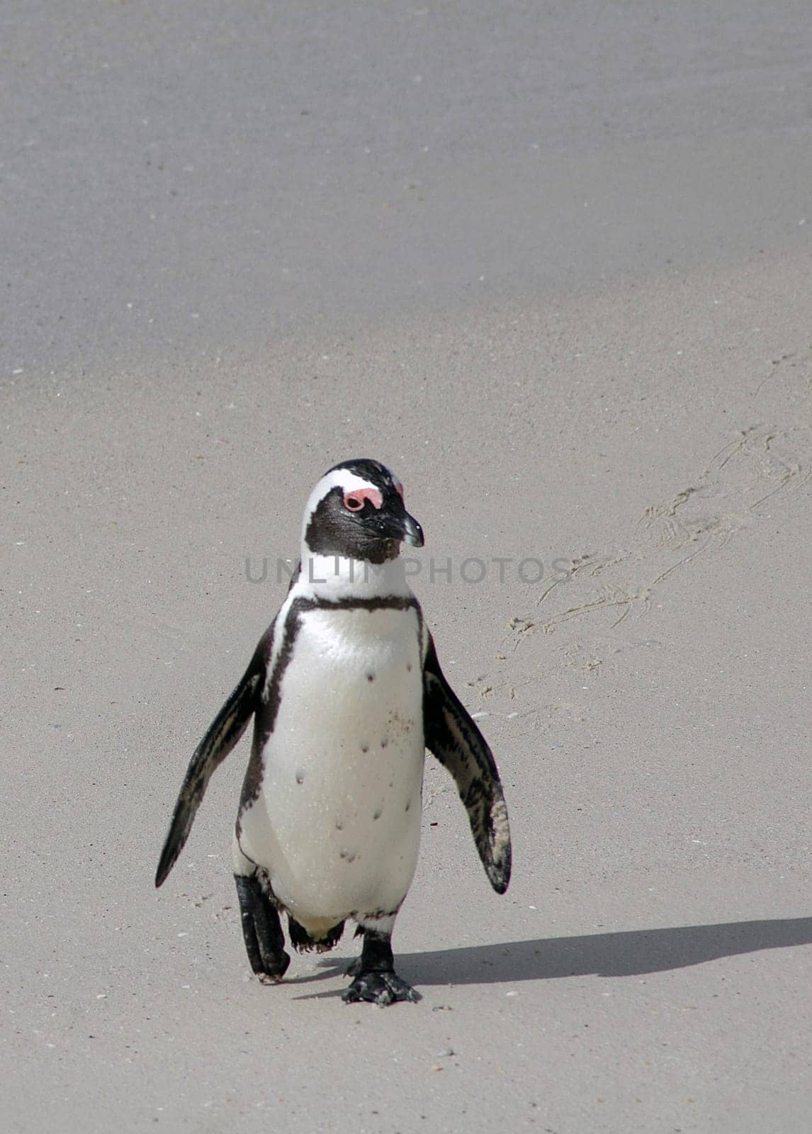 Jackass penguin