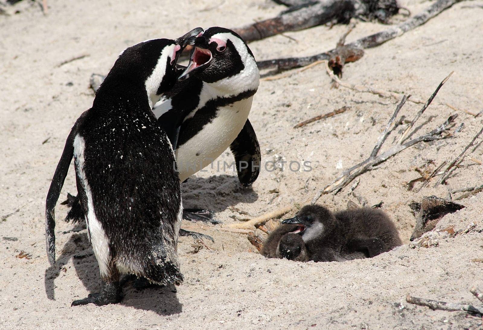 Breeding season