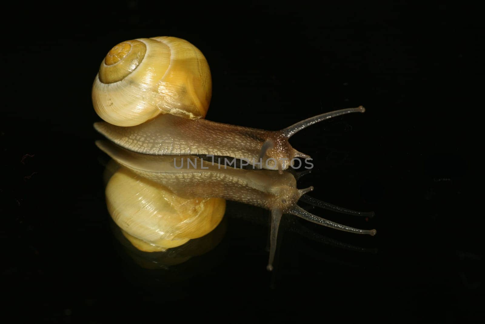 Snail 1