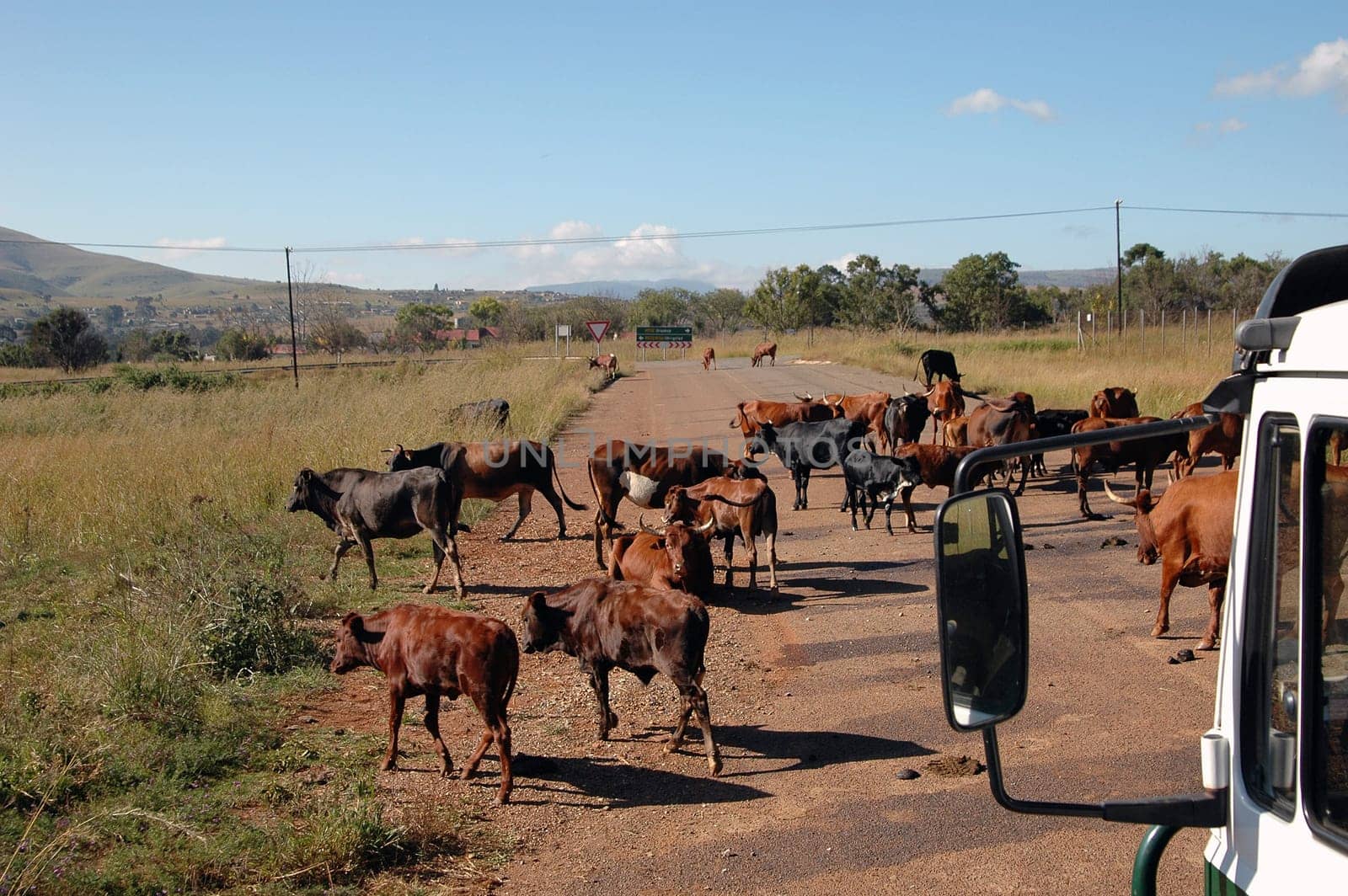 Free-roaming cows