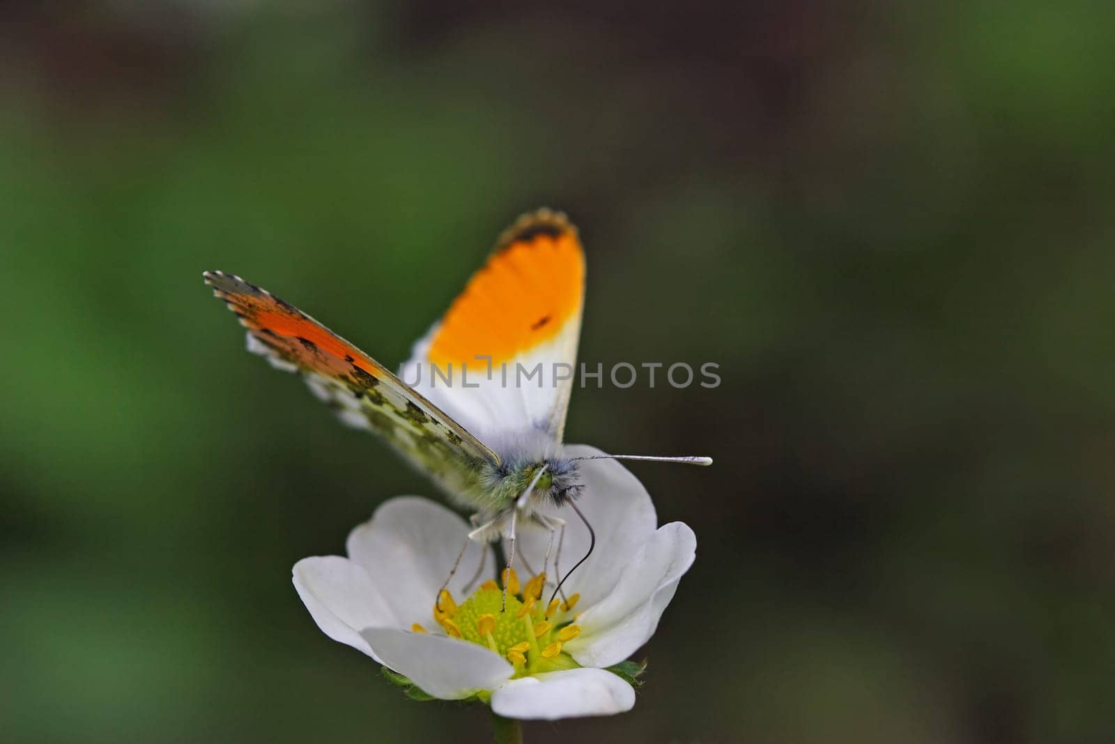 Orange tip
