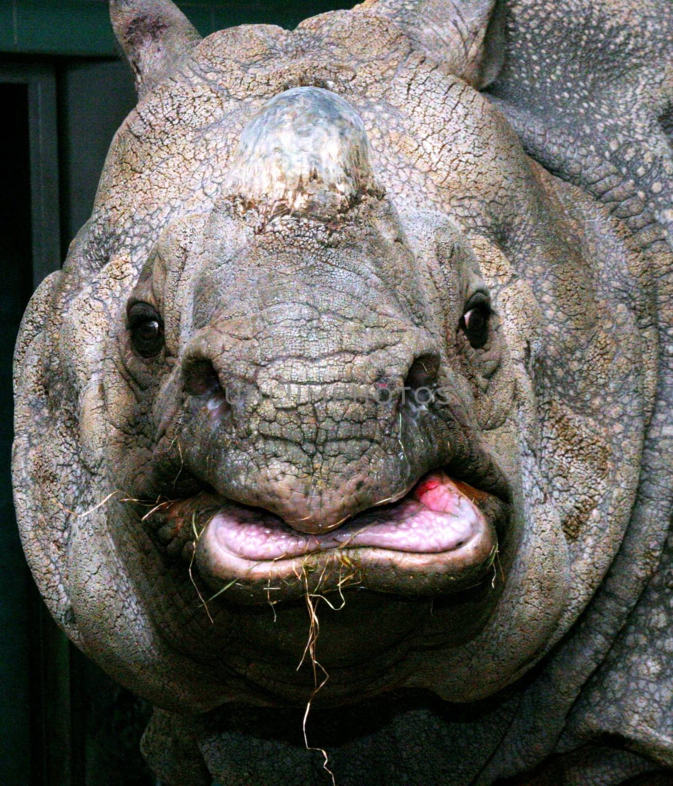 Rhinoceros Portrait