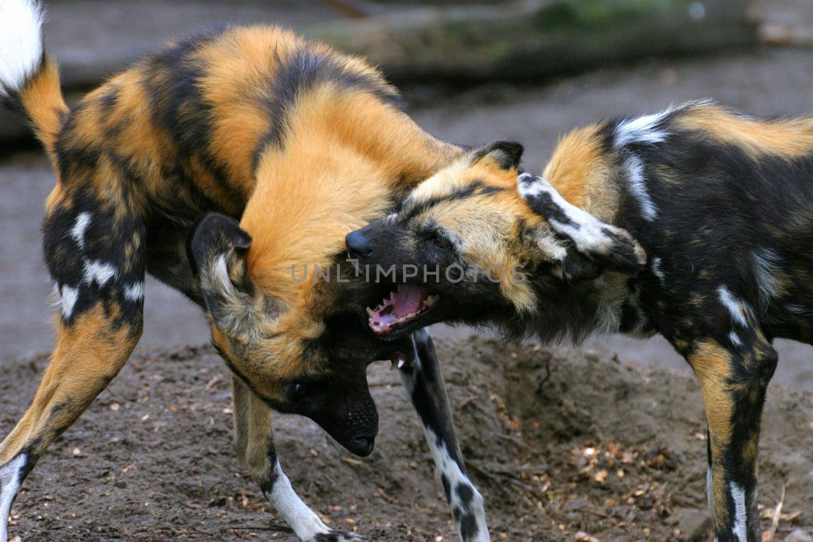 African wild dogs