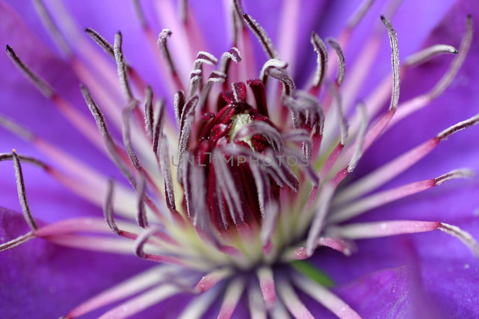Clematis