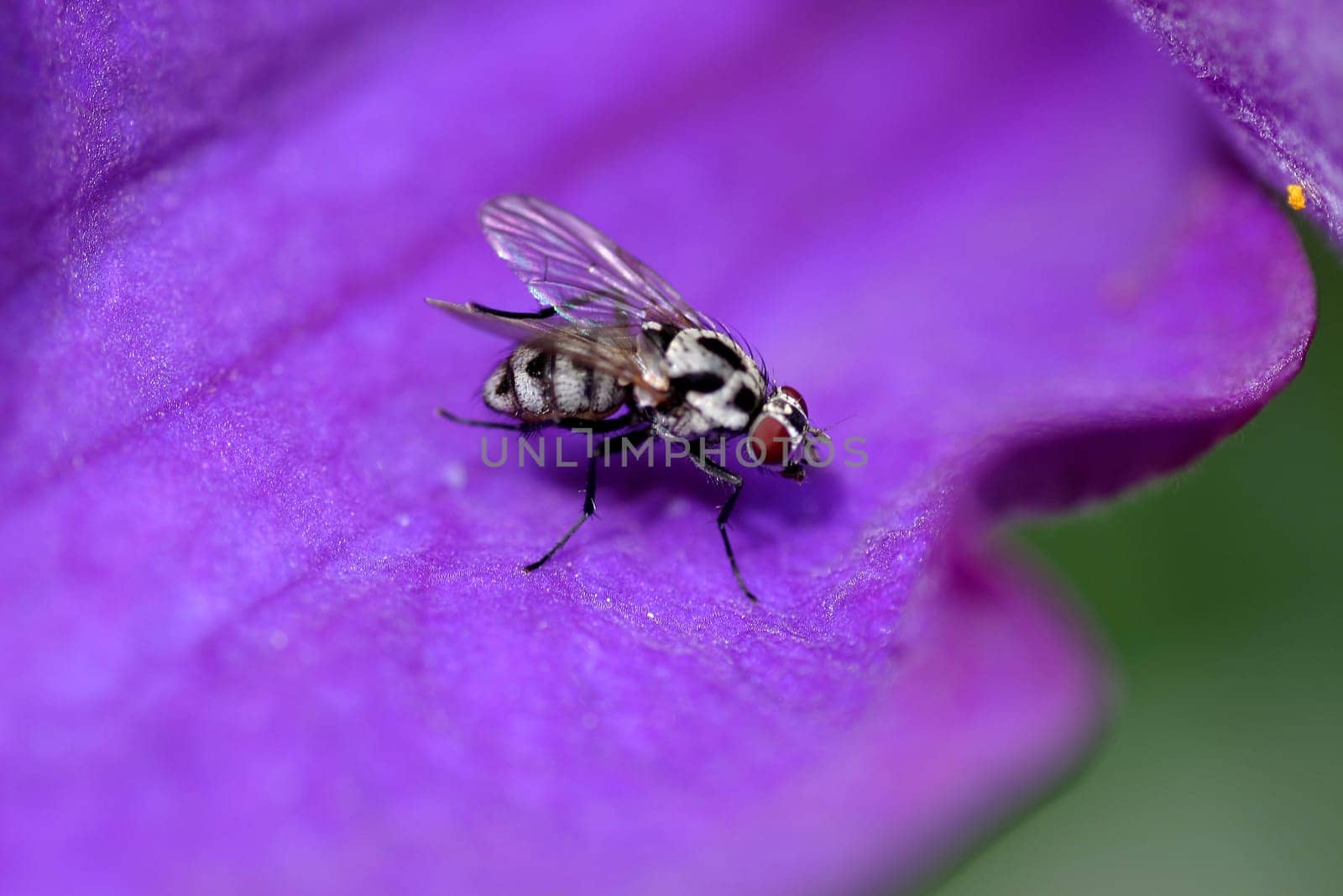 Pollen search