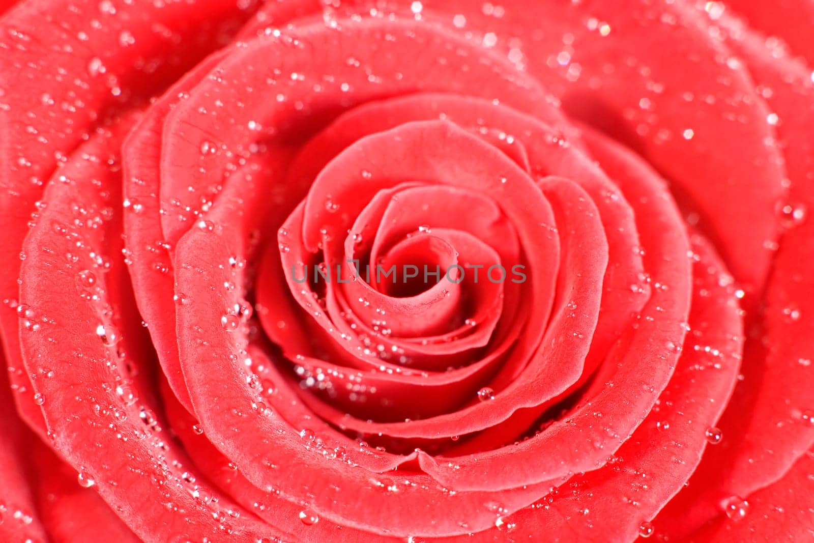rose without hip without rosehip