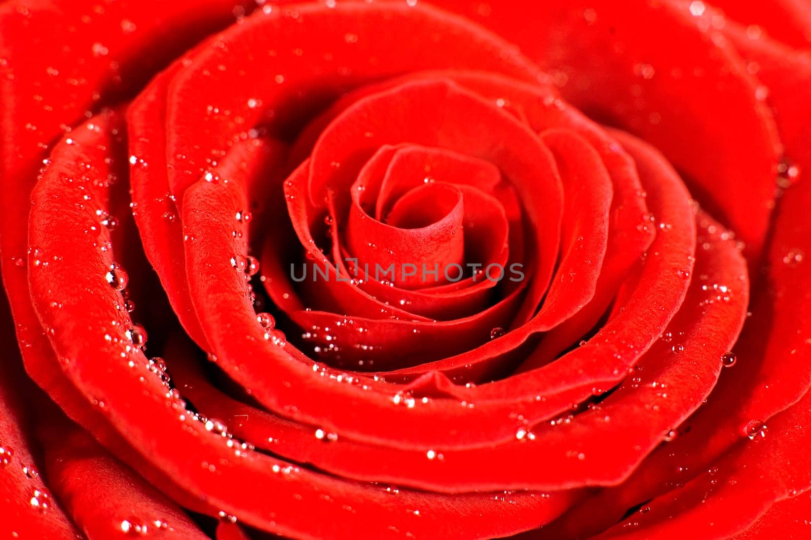 Rose1