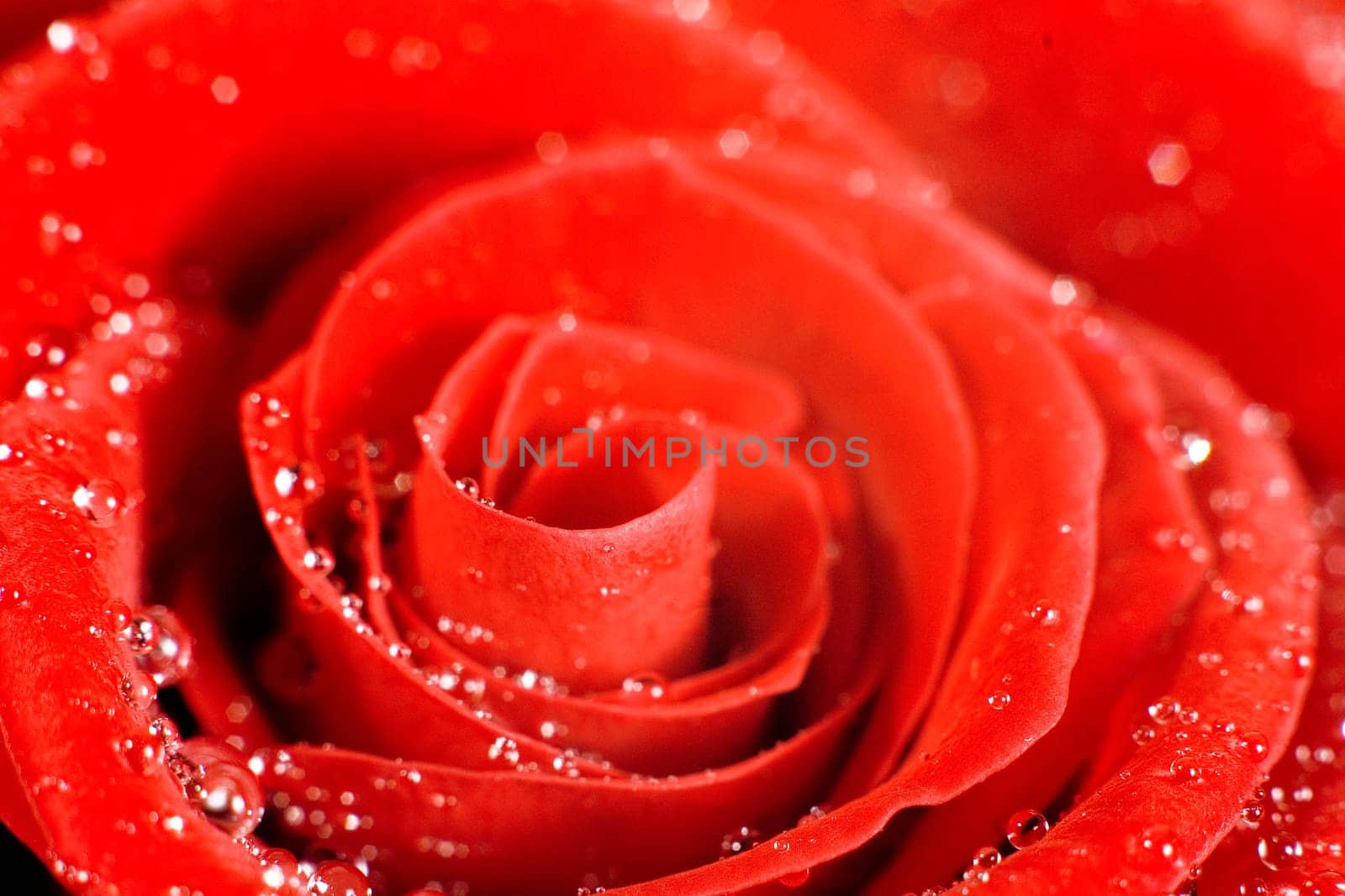 Rose2