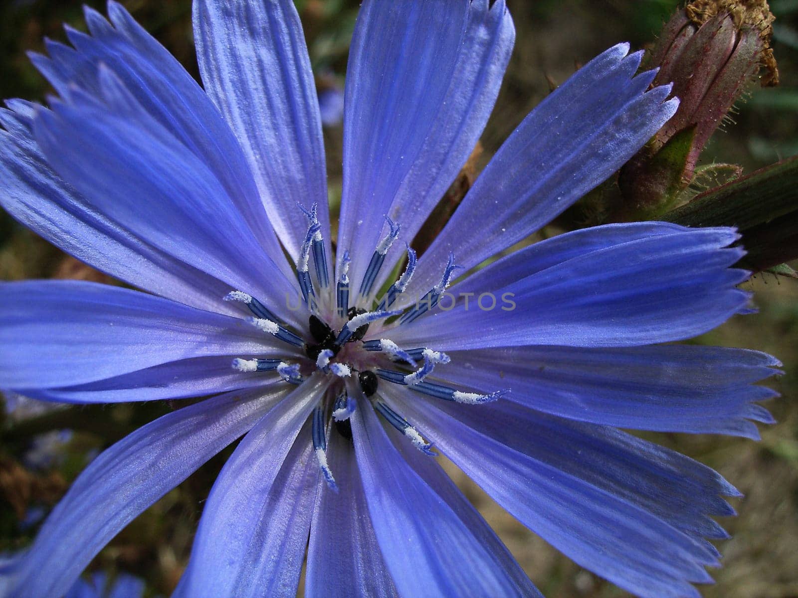 recorded in 2005 in Denmark on the beach. I have no idea what the plant is called.