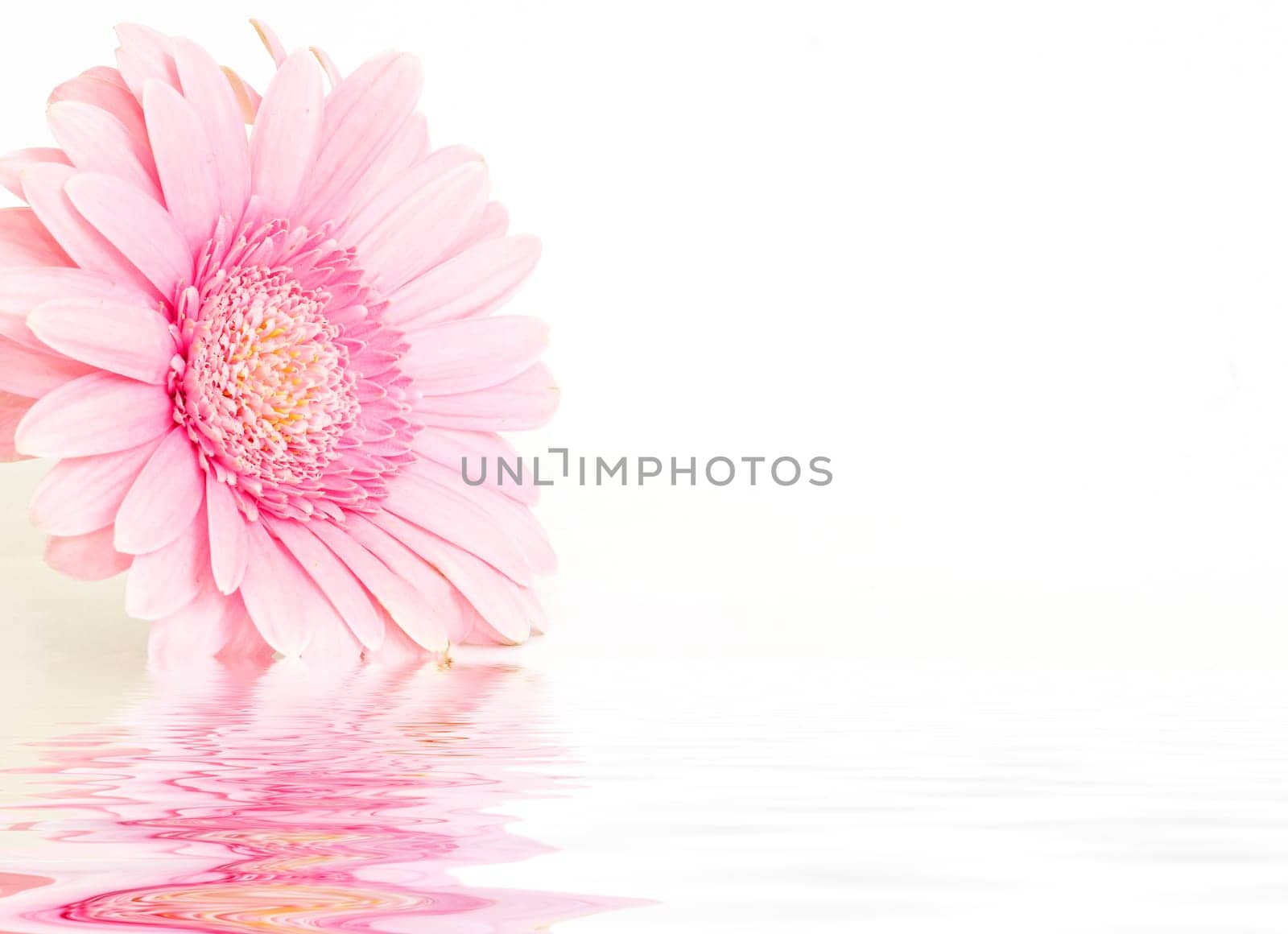 Wet Gerbera Purple