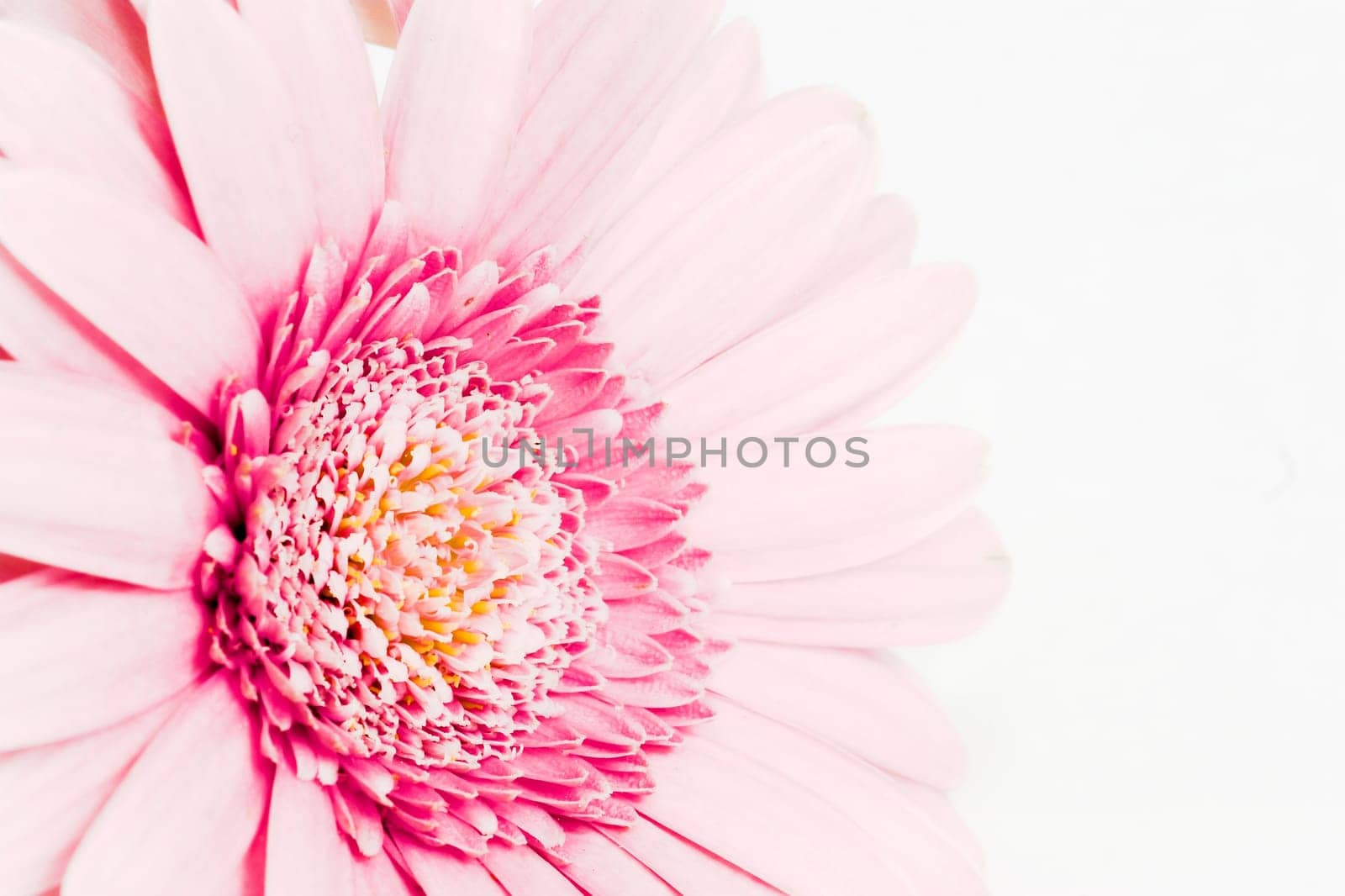 Gerbera