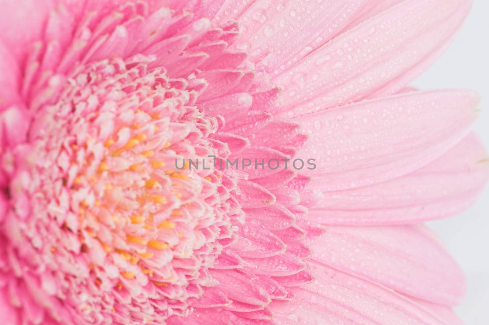 Waterdrops Gerbera