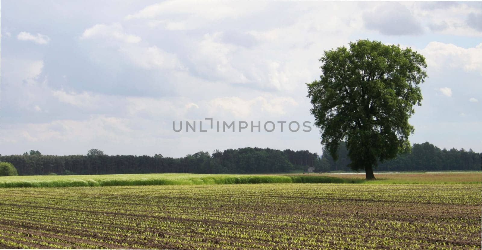 ... taken near the Lippesee in Sande..... with a homely greeting to Bernd Klein!!!!