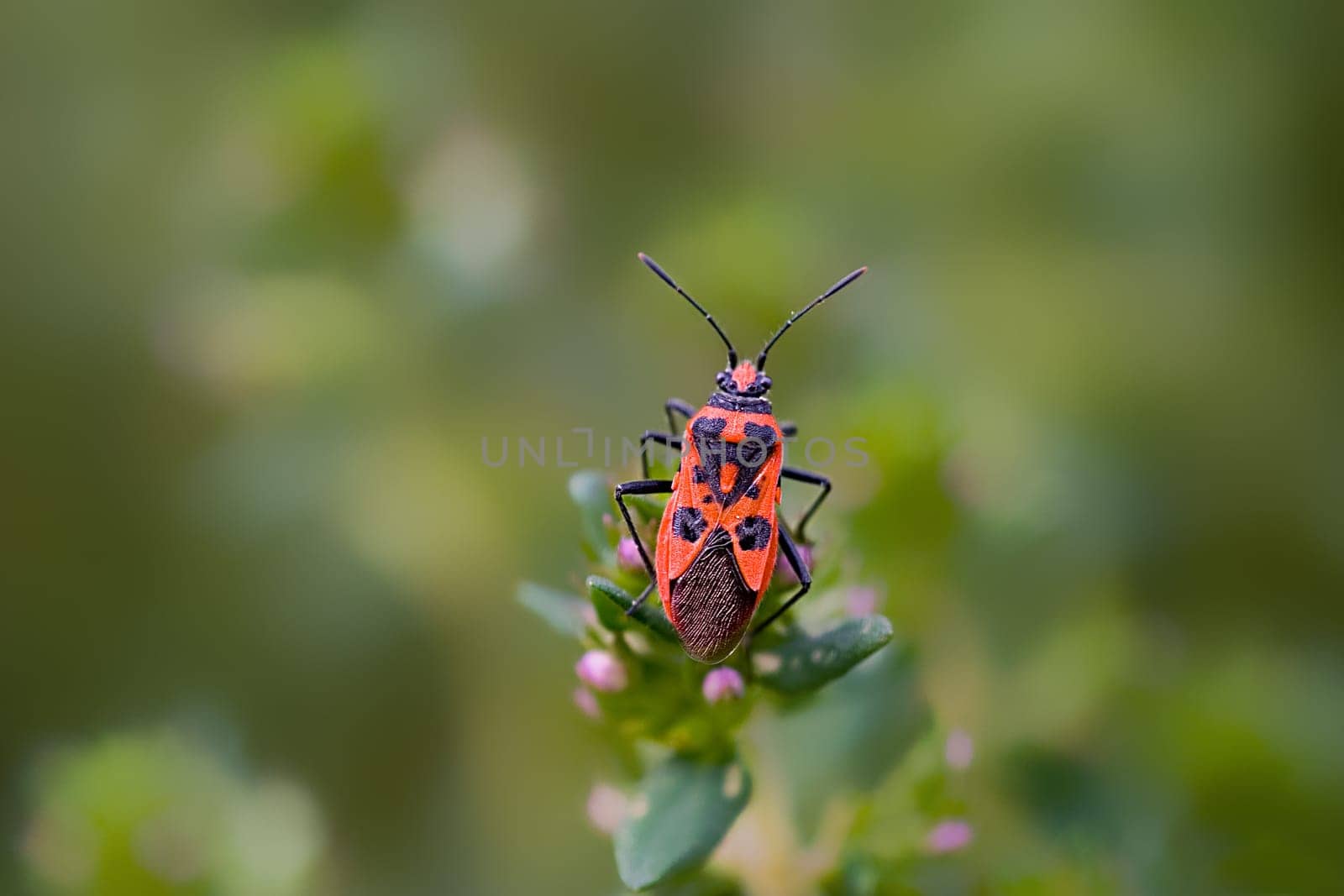 Cinnamon bug,family of glass-winged bugs