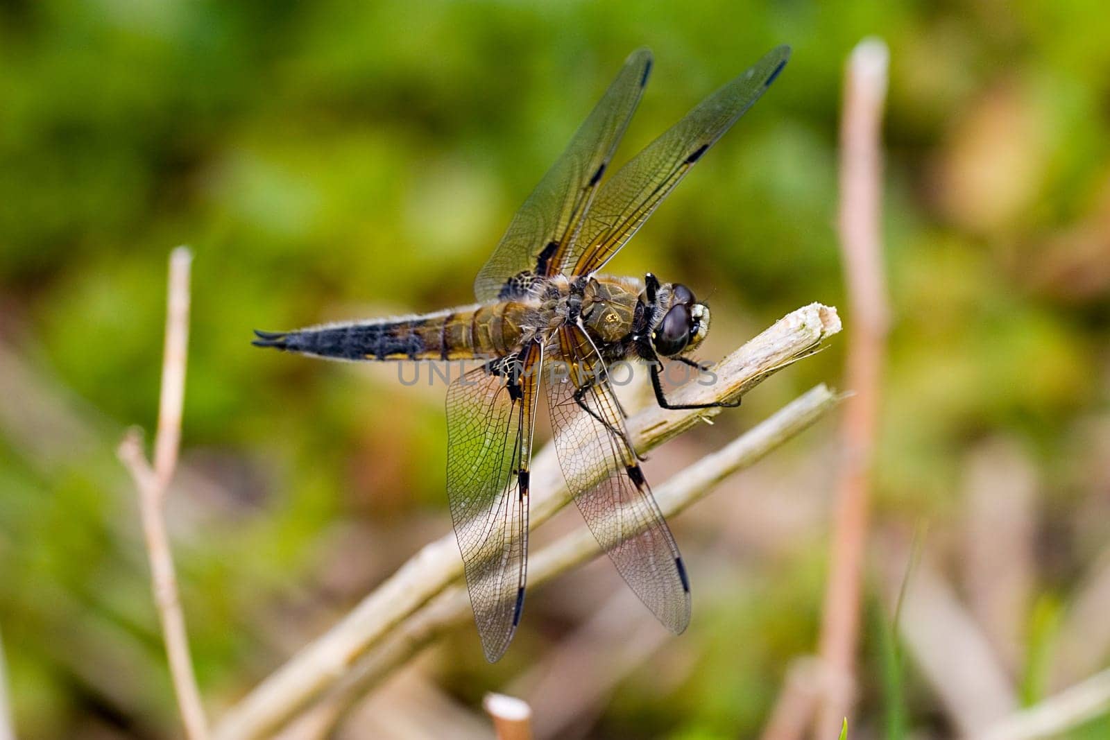 Four-spotted dragonfly sunbathing