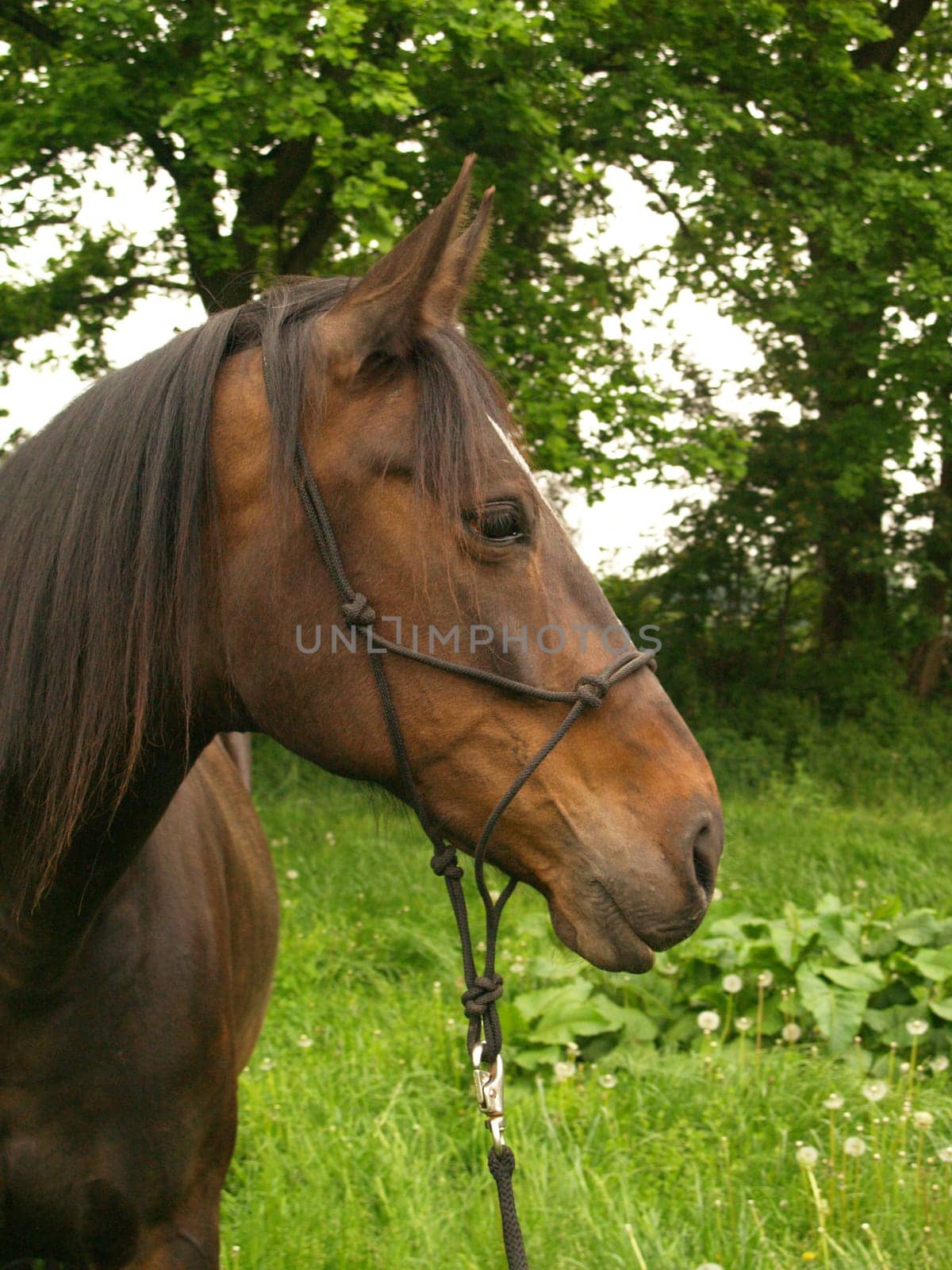 Horse portrait