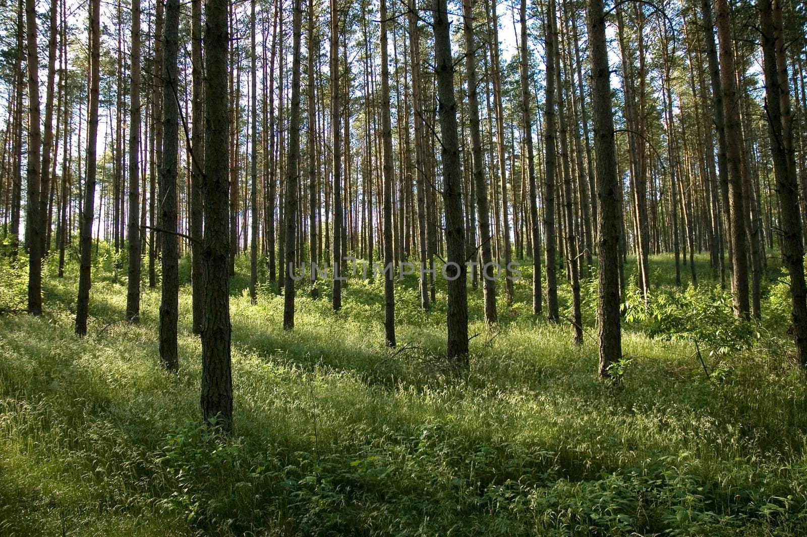 Forest1