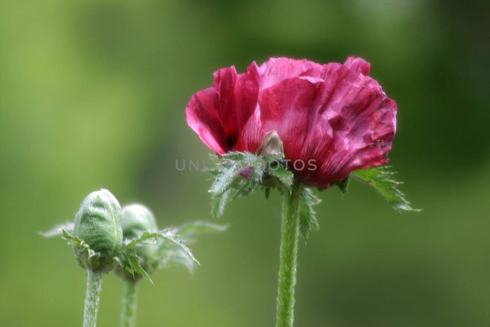 Poppy