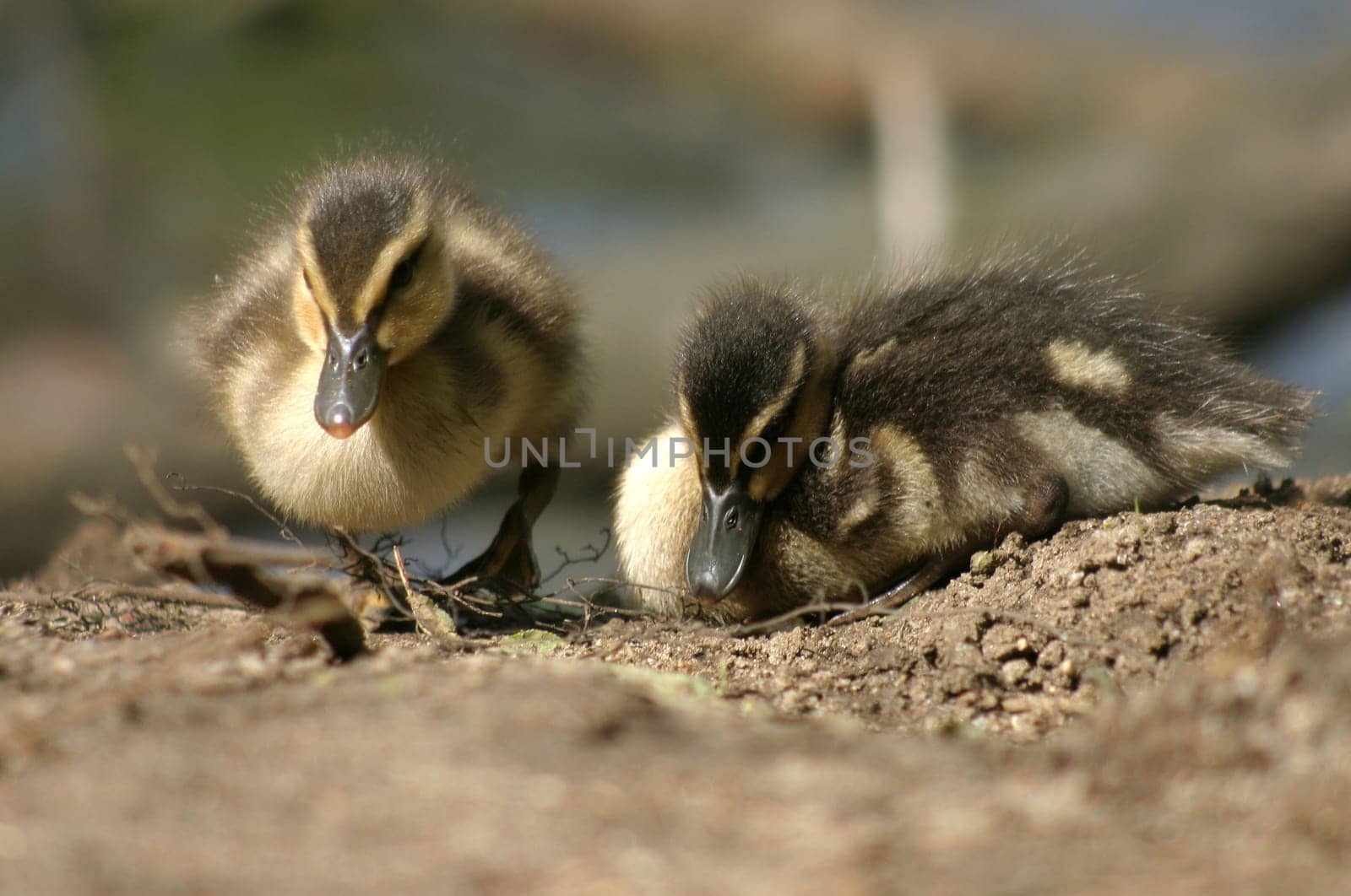 Baby ducks