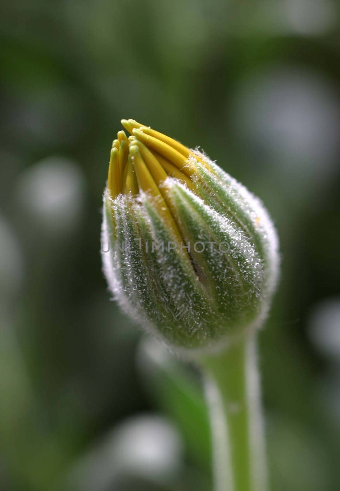 Bud