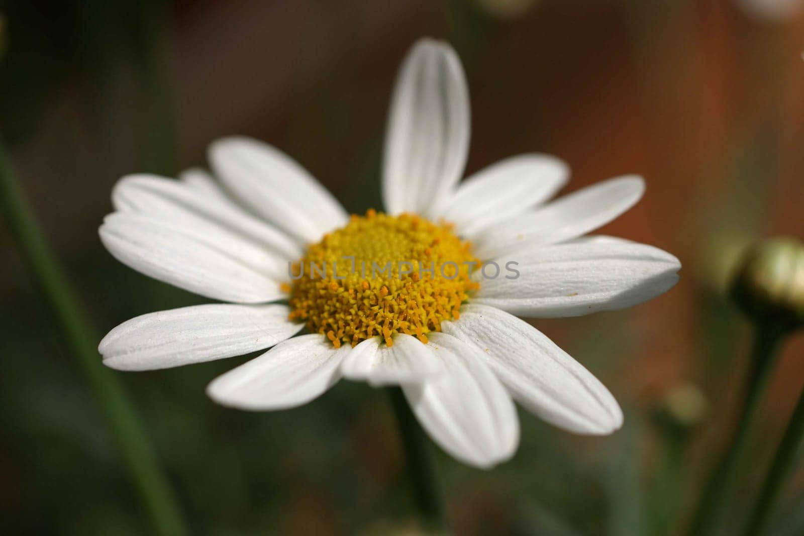 Margarite