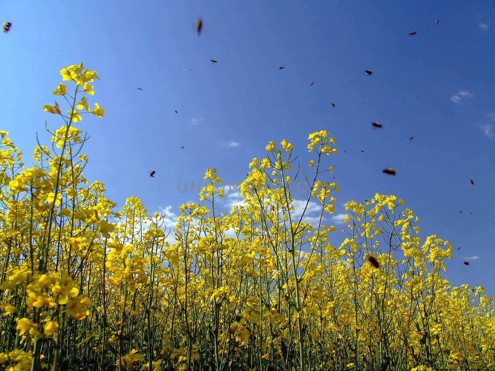 Flight of bees