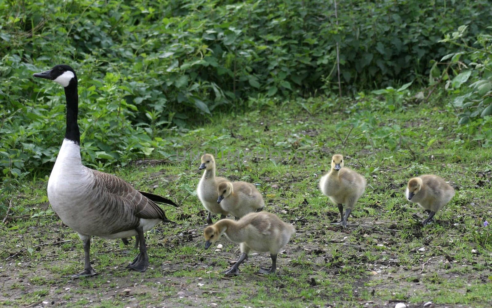 In single file